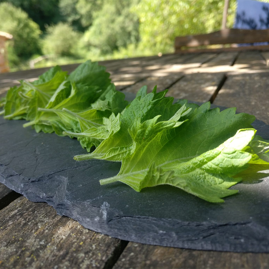 Fulla de Shiso (Paquet de 20 u.)