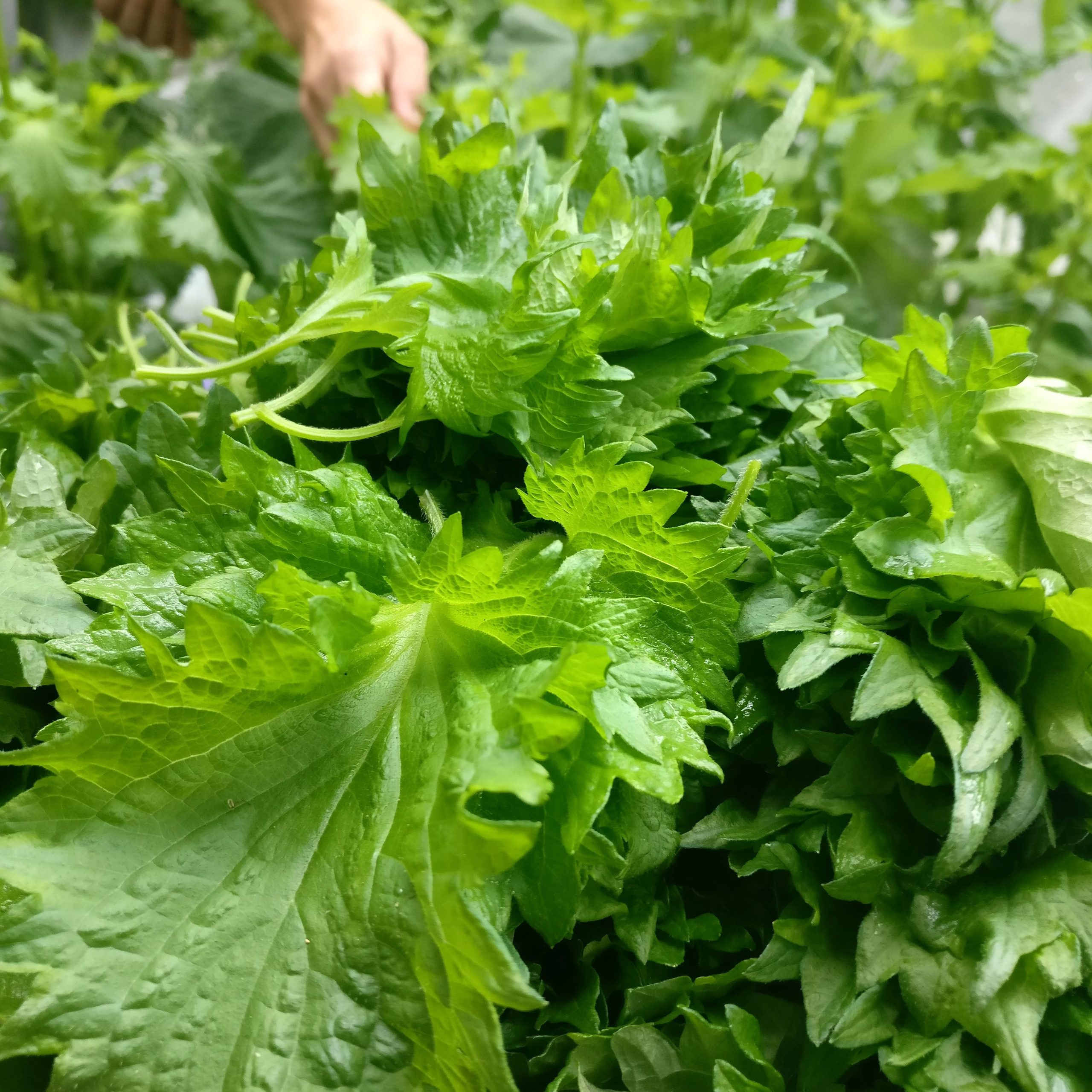 Fulla de Shiso (Paquet de 20 u.)