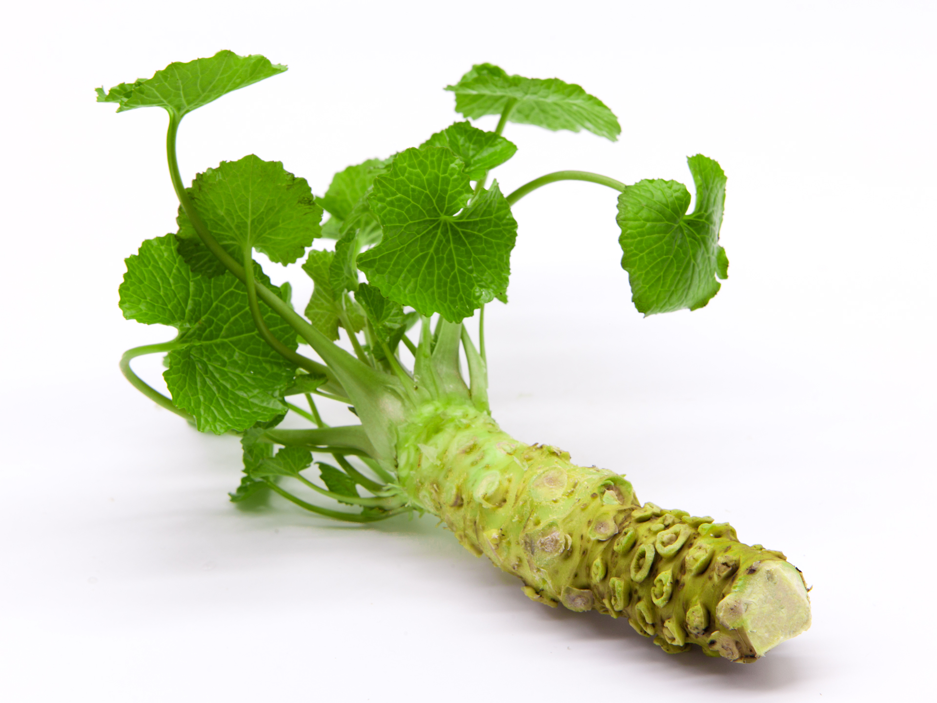 Wasabi Fresco Km0 grande