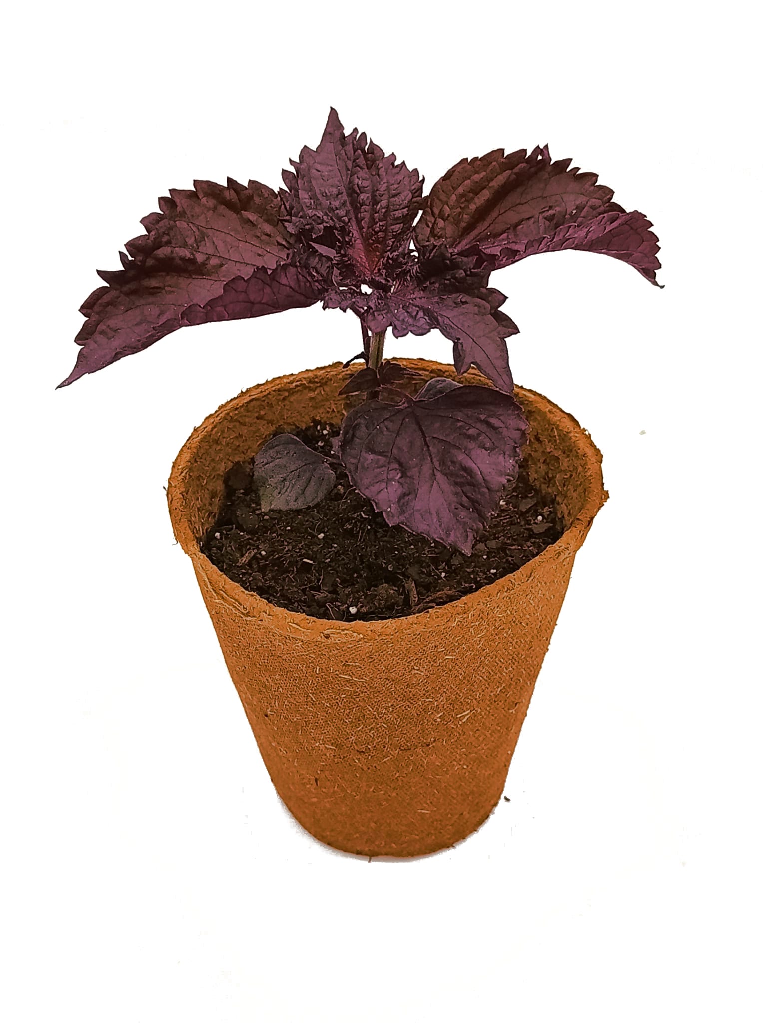 Planta de Shiso