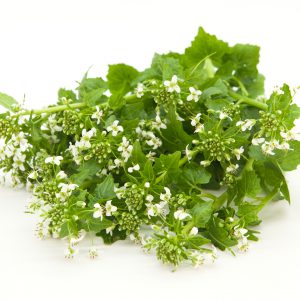 Flor de Wasabi Fresca - 100gr