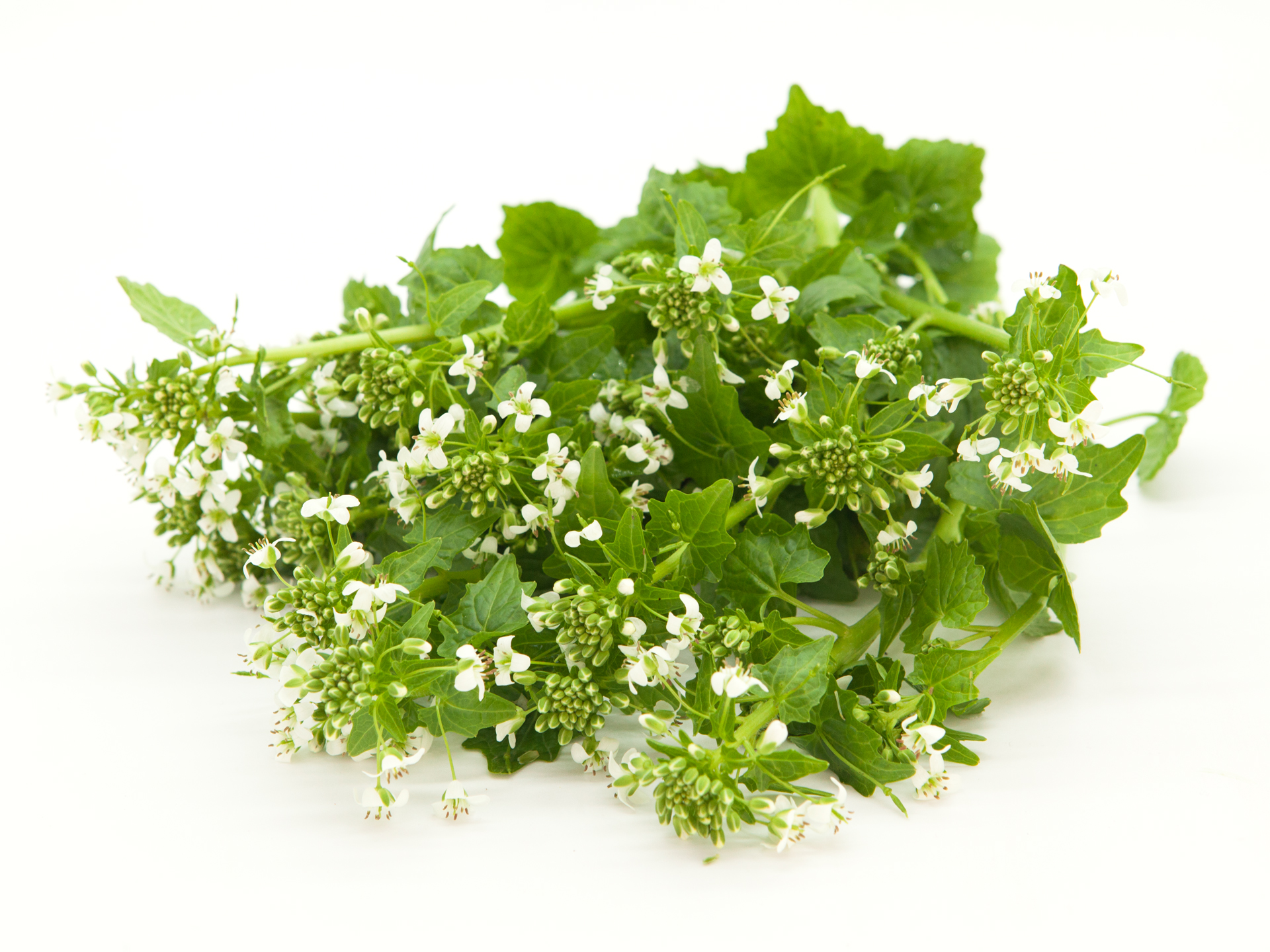 Fresh Wasabi Flower - 100gr