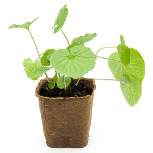 Planta de Wasabi 3xPack