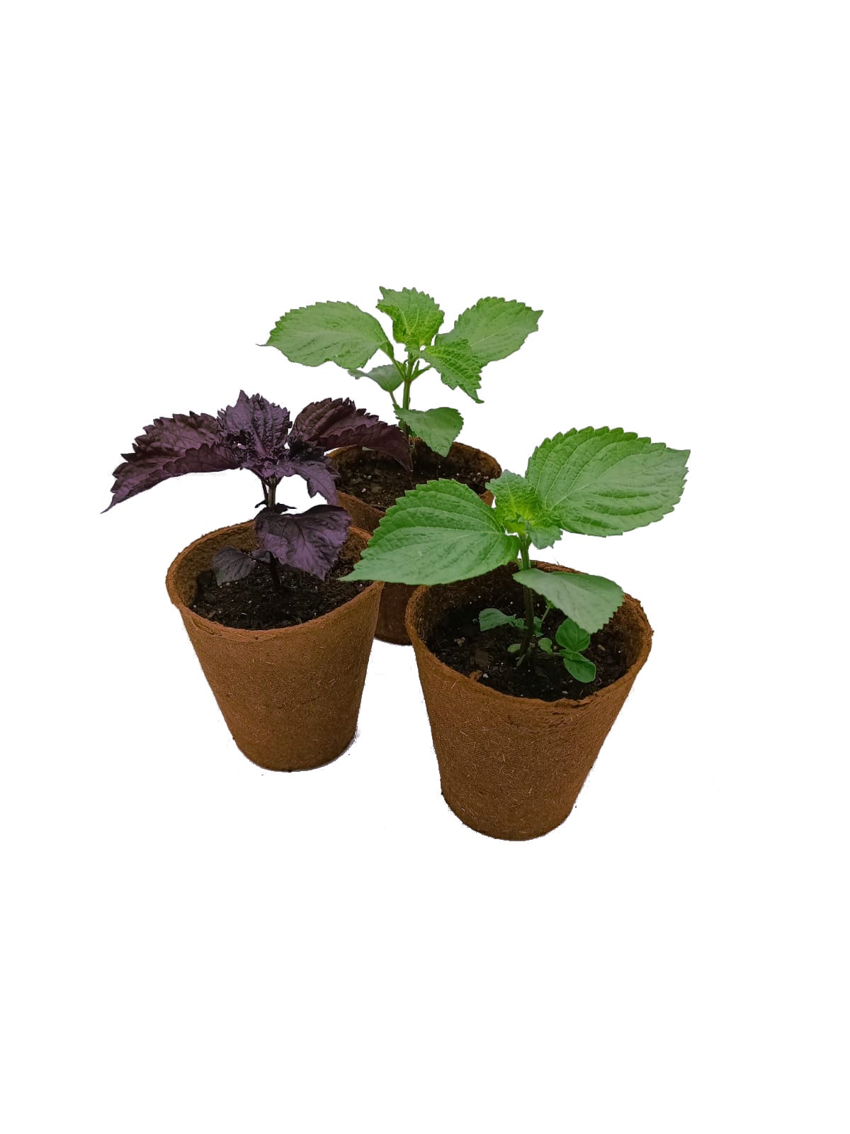 Planta de Shiso 3xPack