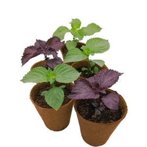 Planta de Shiso 5xPack