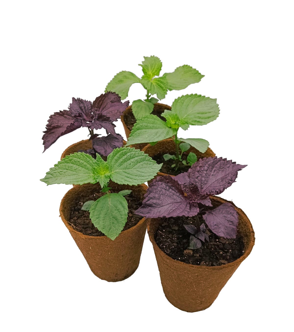 Planta de Shiso 5xPack