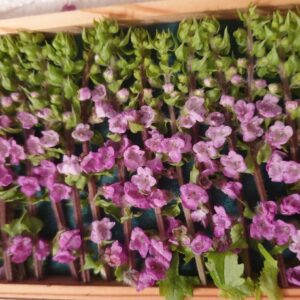 Flor de Shiso (Paquete de 10 uds.)